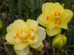 narcissus Tahiti double cup