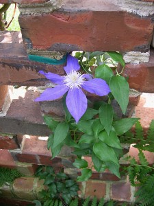 new Blue Clematis 2