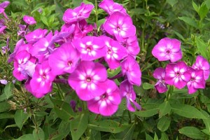 phlox  little laura