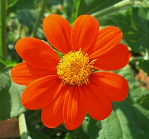 tithonia close up