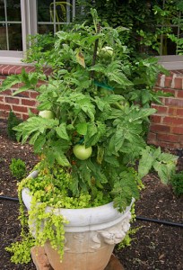 tomato planter