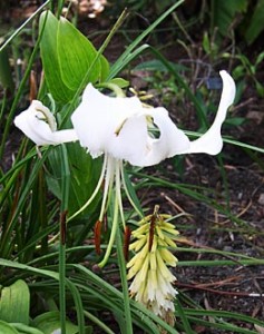 white lily 2
