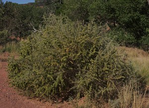 4 wing saltbush bush