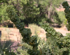 4 winged saltbush flower