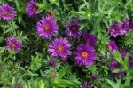 Aster Purple Dome