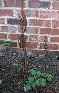 Astilbe