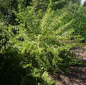 Calacarpa bush