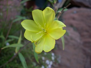 Camisonia flower