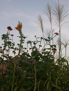 Canna King Zibra tithonoia