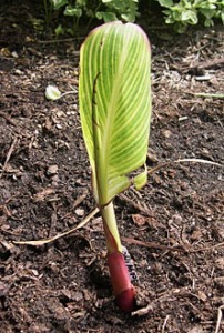 Canna Praetoria