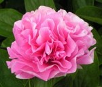 Carnation_Bouquet_sm