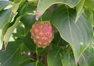 Cornus fruit