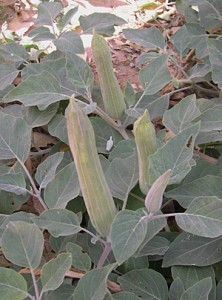 Datura buds early