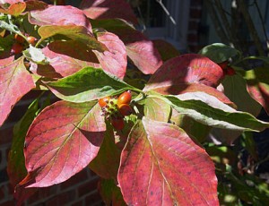 Dogwood leaf n berries