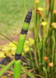 Equiaetum