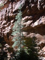 Fir in canyon