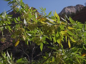 Fraxinus velutina Velvet ash