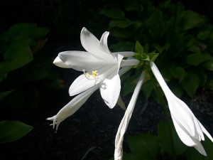 Hosta detail