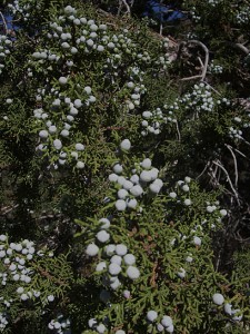 Juniperus osteosperma