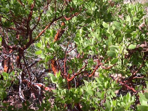 Manzanita