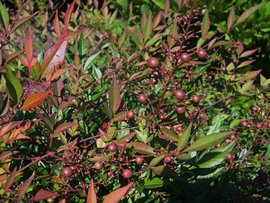 Nandina berries