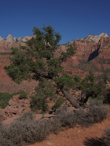 Pinyon pine