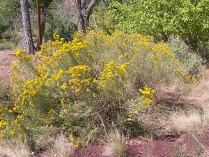 Rubber rabbitbush