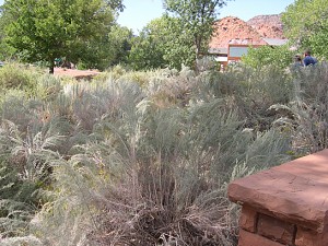 Sand sagebrush plant