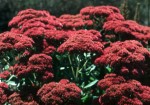 Sedum Autumn Joy