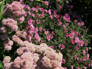 Sedum n Alma Pots