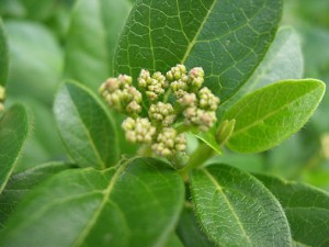 Virburnum tinus 2