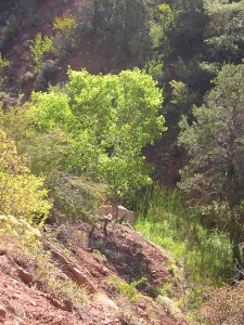 Watchman foliage