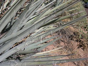 Yucca baccata leaf