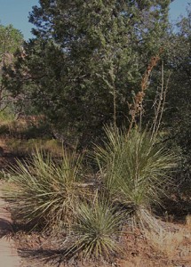 Yucca utahensisjpg