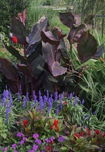 a Canna Wyo Victoria celosia