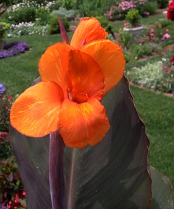 a canna Wyoming 2