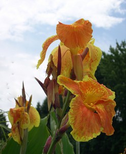 a canna king humbert