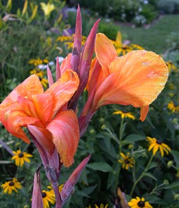 a canna pretoria or flower