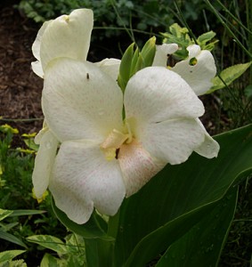 a canna white close up