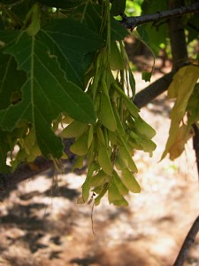 acer necundo box elder