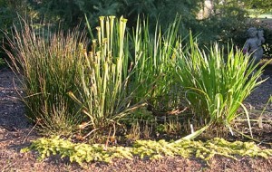 bog garden