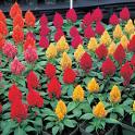 celosia