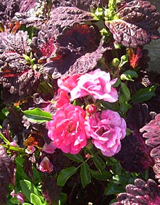 coleus n rose USE