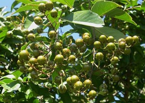 crape mrytle berries