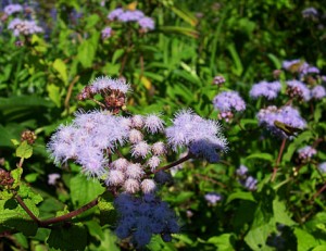 hardy Ageratum