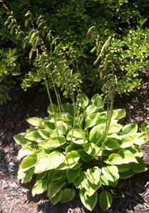 hosta pods