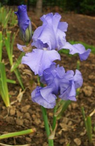 iris double c bud