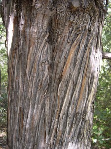 juniper  bark