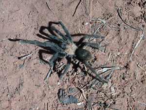 male tralantula