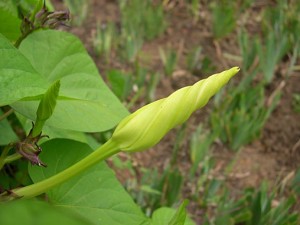 moon vine bud